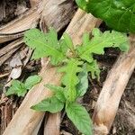 Solanum carolinense Feuille