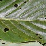 Beilschmiedia alloiophylla 葉