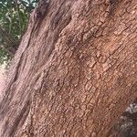 Salvadora persica 樹皮