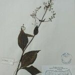 Isodon lophanthoides その他の提案
