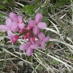 Daphne cneorumFlor