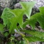 Taraxacum clemens Hoja