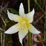 Erythronium californicum Fleur