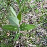 Asclepias viridiflora Hoja