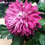 Chrysanthemum indicum Flower