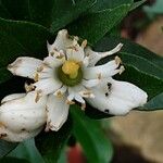 Citrus × aurantiifolia Flor