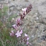 Limonium insigne Flower