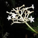 Rudgea cornifolia Flower