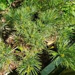 Pinus parviflora Leaf