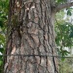 Pinus caribaea Corteza