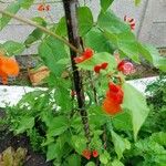 Phaseolus coccineus পাতা