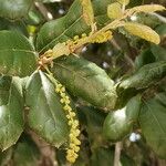 Quercus agrifolia Flor