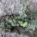 Asplenium foreziense Costuma