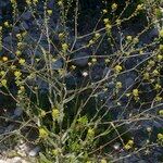 Camelina microcarpa Tervik taim