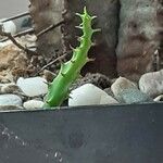 Euphorbia polygona Φύλλο