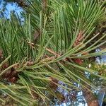 Pinus pungens Fuelha