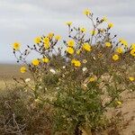 Sonchus pinnatifidus Vivejo