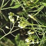 Arabidopsis thaliana Flor