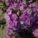 Phlox maculata Flower