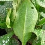 Pulmonaria officinalis Hoja