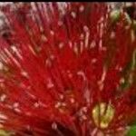 Calliandra dysantha Flower