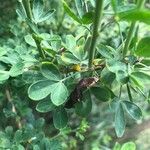 Cytisus arboreus Fruto