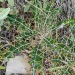 Ptilostemon hispanicus Leaf