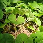 Asarum canadense عادت