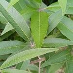 Vitex agnus-castus Blatt