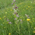 Ophrys apifera Hábito