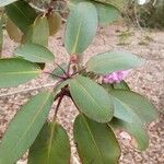 Rhododendron oreodoxa Leaf