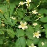 Lactuca muralis Flower