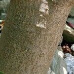 Pachypodium rosulatum Bark