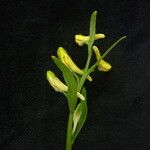 Corydalis pseudojuncea Fiore