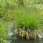 Carex elongata 花