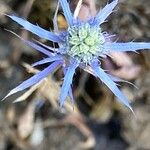 Eryngium creticum പുഷ്പം