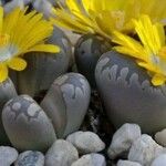 Lithops aucampiae Flower