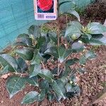 Camellia japonica Folio