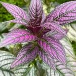 Strobilanthes auriculata 葉