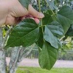 Erythrina caffra Blatt