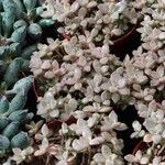 Sedum mendozae 形态