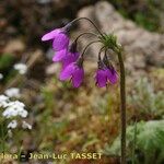 Primula matthioli Flower