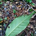 Chrysophyllum sparsiflorum Hoja