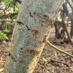 Commiphora madagascariensis Bark