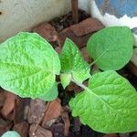 Physalis peruviana Leaf