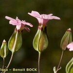 Vaccaria hispanica 花