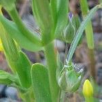 Centaurium maritimum Leaf