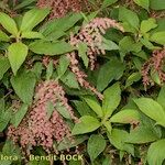 Gesnouinia arborea Habit