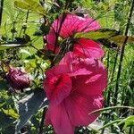 Hibiscus grandiflorus Цвят