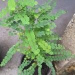 Phyllanthus tenellus 叶